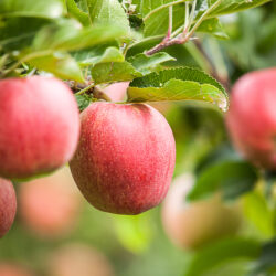 Appelboom Kopen: Een Praktische Gids voor de Perfecte Aanschaf